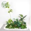 Paisajismo de Plantas Verdes Paisajismo de Balcones Decoración de Plantas Artificiales para Interiores y Exteriores Planta Viajera Plátano Espalda de Tortuga Planta Debajo de las Escaleras Paisajismo