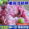 Dropshipping de E-Commerce de Semillas de Lisianthus para Uso en Interiores y Exteriores en Todas las Estaciones, Flores en Maceta Fáciles de Cuidar, Semillas de Flores con Floración en Exteriores
