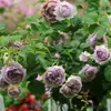 Envío directo de una pieza Plántulas de Flor de Rosa Verde Pálido Enmacetadas Flores Grandes Fragantes Plantas Verdes de Balcón y Patio Florecen en Todas las Estaciones