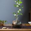 Planta Hidropónica Flor de Murraya Planta Verde en Maceta Interior Jazmín de Murraya Fácil de Cuidar Todas las Estaciones Escritorio Planta Verde de Bajo Mantenimiento