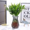 Repelente de mosquitos Dropshipping, plantas hidropónicas de bambú y ciprés, plantas verdes de interior criadas en agua, macetas de flores, escritorio de oficina todo el año