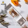 Especímenes de Insectos Artesanales Jingling: Escarabajo, Escorpión, Mantis, Araña - Educación en Ciencias Biológicas, Regalos de Nicho, Adornos de Resina