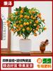 Mudas de Kumquat Pequeno de Hainan São Especialmente Enxertadas com Mudas de Laranja Limão Kumquat para Lojas de Chá com Leite e Podem Ser Plantadas em Todas as Estações