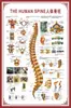 Diagrama del Esqueleto Humano, Cartel de Pared Grande, Diagrama de Órganos, Gráfico de Estructura de Órganos Internos, Gráfico de Puntos de Acupuntura, Póster del Gráfico de Anatomía Muscular Humana