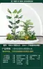 Set de Paisajismo Simulado para Exhibidores de Ventanas Interiores, Decoración de Escaleras, Paisaje de Plantas Verdes Simuladas, Arreglo de Jardín, Adornos de Decoración de Plantas en Maceta