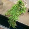 Planta de colgar en la pared de ratán de espárrago simulado material de pared tubería de techo enrollado hierba de montaña decorativa helecho de hoja de ratán ratán súper realista