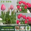 Resistencia al FríoTulipán Holandés Hidropónico Planta de Floración Cuatro Estaciones Planta Verde Flores en Maceta para Sala de Estar Apto para Principiantes