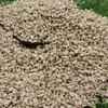 Granulado de mazorca de maíz seca libre de polvo en stock al por mayor para absorción de orina y desodorización, lecho para hámsteres, pollos rutinarios y otras mascotas