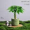 Árvore da Fortuna Plantada em Vaso Desktop Planta Criativa Enfeites Florais de Escritório e Plantas Verdes Coco Rico Funcho Pequeno Bonsai