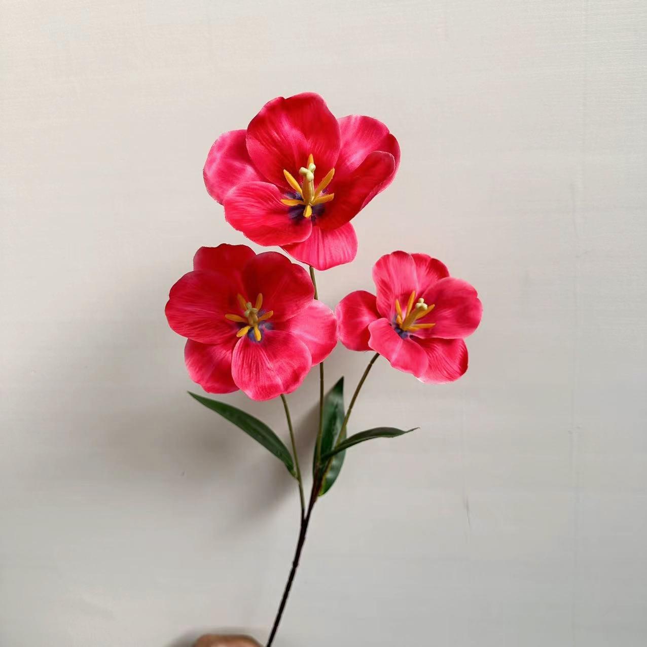 3头开口郁金香玫红色1