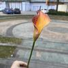 Snack de Año Nuevo cubo de flores flor artificial fábrica al por mayor Eva Lirio de Cala grande boda decoración suave decoración del hogar flor falsa