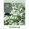 Plántulas de Hortensia de Madera China Cubo de Plantación para Exteriores Bola de Arpillera Semillas de Flores Patio Casa Montón Viejo de Madera Plantas en Maceta