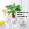 Árbol del Dinero Planta Verde Flor de Gardenia Escritorio Maceta Pequeña Aloe Vera Planta Suculenta Pothos Hidropónico Fácil de Cultivar en la Oficina