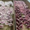 Alta qualidade 8 cabeça flor de cerejeira lábio borboleta orquídea sentir Phalaenopsis mesa nórdica decoração foto adereços design floral