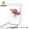 Artesanía Jingling Muestras Biológicas Acuáticas Conchas de Caracol Peces Camarones Cangrejos Regalos de Educación Científica Adornos de Resina Caja Sorpresa