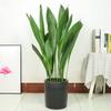 Planta em Vaso Orquídea de Folha Única, Planta Resistente ao Frio e Amante de Sombra, Adequada para Escritório e Pátio, Planta de Folhagem Verde, Orquídea que Absorve Formaldeído, Bonsai para Purificação do Ar