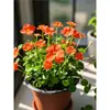 Planta de Centella Asiática en Flor para Atraer Riqueza, Planta Hidropónica para Escritorio de Oficina, Flor de Planta del Dinero para Cultivo en Agua Interior