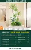 Plantas Verdes de Simulación Árbol de Arce Arce Japonés Leucothoe Plantas de Paisajismo Paisaje Decoración de Paisaje de Vestíbulo de Alta Gama Plantas Verdes Paisajismo