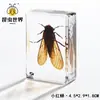 Artesanías de especímenes, insectos reales, escarabajo ciervo, escorpión, escarabajo, araña, regalos de enseñanza de ciencias biológicas, adornos de resina