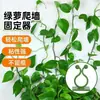 Fixador de Parede para Plantas Verdes Sem Furos Pequeno Clipe Clipe para Trepadeira Ferramenta de Moldagem Autoadesiva Invisível para Trepadeira de Plantas Verdes Adequado para Uso