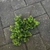 Atacado de fábrica planta de simulação pinho de boas-vindas galhos de pinho artificiais de plástico novo design floral chinês de folhas de cipreste