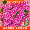 Kalanchoe 'Fénix de Fuego' en Maceta con Capullos, Flores Grandes de Doble Pétalo, Planta Floreciente para Todas las Estaciones, una Colección Completa de Variedades Preciosas