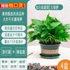 Plantas Verdes en Maceta para Interiores de Hogares Nuevos, Eliminación de Formaldehído, Plantas de Oficina Fáciles de Cuidar, Plantas para Sala de Estar, Enredaderas Largas, Plantas Verdes Colgantes