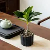 Atacado Transfronteiriço de Vasos de Pedra Artificial com Plantas Verdes de Folha Pontiaguda, Plantas de Mesa para Estações de Trabalho de Escritório e Pequenos Enfeites de Bonsai