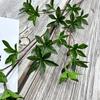 Simulación de Producto Nuevo Planta Verde Caballo Pequeño Madera Borracha Sala de Estar Escritorio Arreglo Floral Adornos Decoración del Hogar Planta Artificial Simulación Planta en Maceta