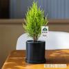 [Relax] Pinheiro Fragrante Pequeno Árvore de Natal Planta Verde Cipreste Planta de Mesa de Escritório Em Vaso Presente de Feriado Presente