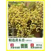 Plántulas de Flores Leñosas Amarillas, Enredaderas Trepadoras, Plántulas Leñosas Doble Rojo y Blanco, Rosas, Florales de Floración Cuatro Estaciones, Plantas en Maceta para Balcón y Patio
