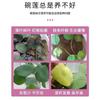 Bowl Lotus Solución Nutritiva Especial Hidroponía Fertilizante Soluble en Agua Fertilizante para Lirios Acuáticos Germinación de Semillas Universal Enraizamiento Promotor Floración Prevención de Hojas Amarillas
