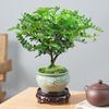 Madera de Pimienta Fragante Maceta Mini Planta Repelente de Mosquitos Flor de Interior Sala de Estar Oficina Escritorio Planta Verde Pequeña Fácil de Mantener