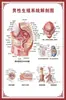 Diagrama del Esqueleto Humano, Cartel de Pared Grande, Diagrama de Órganos, Gráfico de Estructura de Órganos Internos, Gráfico de Puntos de Acupuntura, Póster del Gráfico de Anatomía Muscular Humana