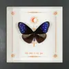 Marco Verde Grande con Mariposa Real, Patrón Animal de Especie Veraniega Rara, Marco de Fotos Tridimensional para Decoración de Sala de Estar, Comedor, Dormitorio