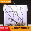Árbol para paisajismo de acuario sudamericano, ramas secas, ramas de peral amarillo, decoración de sustrato, pecera pequeña, ramas naturales, decoración de paisajismo y paisajismo.