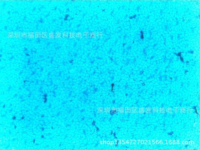 叶片气孔