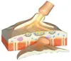 Modelo de Ultraestrutura Muscular Esquelética, Material de PVC, Modelo de Anatomia do Esqueleto Humano