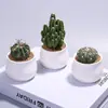 Cacto Premium para Interior Pequeno Cacto em Vaso Suculenta Wanzhongshan Planta Verde para Mesa de Escritório