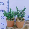 Bonsai de Madeira de Vaso para Desktop Manutenção Simples Variedade Miniatura Minúscula Gergelim Olmo Planta Verde Folhas Pequenas Fácil de Manter e Viver