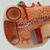 Modelo de Pâncreas, Baço, Vesícula Biliar, Duodeno, Fígado e Vesícula Biliar, Modelo de Anatomia de Órgãos Humanos do Pâncreas, Display Popular de Ciência para Ensino
