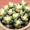 Yuanbao variedad de cactus verde planta suculenta en maceta lingote de oro cactus raro lingote de oro aloe