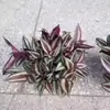 Durável e fácil de cuidar, a planta ornamental Chlorophytum violeta é adequada para iniciantes cultivarem como uma planta de vaso purificadora de ar para ambientes internos.