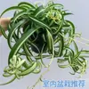 Planta en maceta Chlorophytum de hoja rizada corazón dorado, planta pequeña de escritorio para oficina de chica francesa, planta verde colgante de interior, Chlorophytum de borde dorado