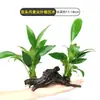 Plantas para Aquário, Decorações de Paisagismo com Grama Real, Plantas Amigáveis para Iniciantes, Crisântemo Verde Centopeia, Plantas que Gostam de Sombra, Pedra Vulcânica, Plantas Verdes de Purificação da Água