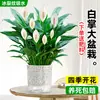 Maceta Grande de Planta de Palma Blanca de una Pieza para Dropshipping, un Símbolo de Buena Fortuna, Planta en Maceta con Flores, Planta Hidropónica, Planta con Flores, Planta Verde para Interior de Oficina