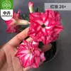 Planta en Maceta Rosa del Desierto con Doble Pétalo, Planta Verde Resistente a la Sequía, Fácil de Cuidar en Interiores o en el Balcón, Planta Suculenta Fácil de Mantener en Verano