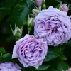 Hacker Queen Jugo Rosa Maceta Balcón Patio Villa Flor Planta Cuatro Estaciones Dropshipping