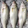 Robalo Fresco, Robalo Fresco, Robalo Comestível, Frutos do Mar, Peixe Resfriado, Peixe Grelhado Semi-Acabado Sete-Estrelas, Comercial