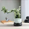 Planta Pequeña en Maceta con Borde Dorado Nieve de Junio Acantilado Raíz Elevada Escritorio Oficina Flor Interior Floración Tronco Viejo Significado Zen Bonsái